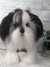 Imagem do Lhasa Apso de amigurumi