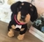 Dachshund de amigurumi - comprar online