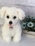 Poodle de amigurumi