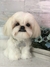 Shih-tzu de amigurumi na internet