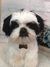Imagem do Shih-tzu de amigurumi