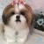 Shih-tzu de amigurumi - Guri Gurumis - Amigurumis e Tricotin