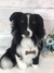 Border Collie de amigurumi na internet
