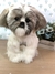Shih-tzu de amigurumi