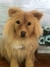 Chow Chow de amigurumi - loja online