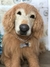 Golden Retriever de amigurumi na internet