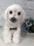 Poodle de amigurumi - comprar online