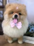 Spitz Alemão de amigurumi on internet
