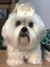 Imagem do Lhasa Apso de amigurumi