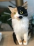 Gato de amigurumi - comprar online