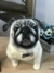 Pug de amigurumi - Guri Gurumis - Amigurumis e Tricotin