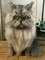 Gato de amigurumi na internet