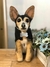 Pinscher de amigurumi - comprar online