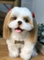 Shih-tzu de amigurumi - loja online