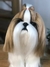 Shih-tzu de amigurumi - loja online