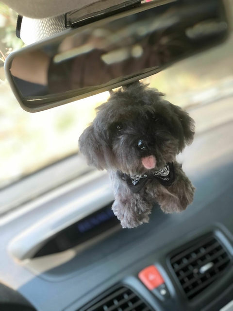 PET MINIATURA - comprar online