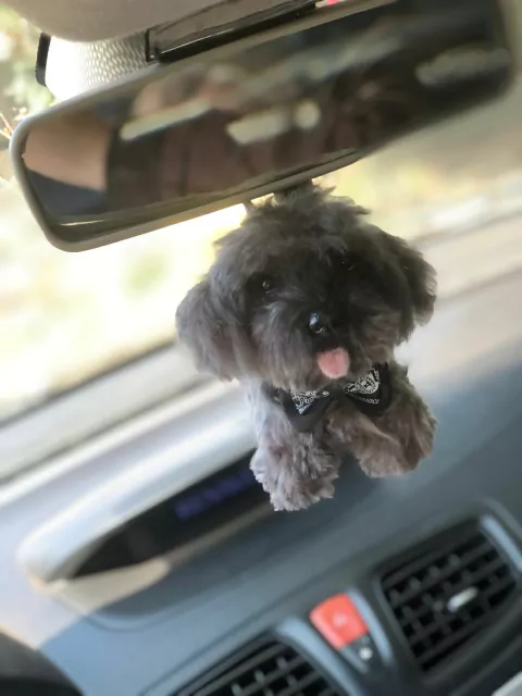 PET MINIATURA - comprar online