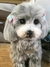 Poodle de amigurumi - loja online