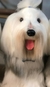 Old English Sheepdog de amigurumi
