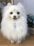 Spitz Alemão de amigurumi - loja online
