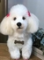 Poodle de amigurumi - Guri Gurumis - Amigurumis e Tricotin