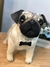 Pug de amigurumi - comprar online