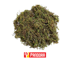 PASTO PARA PESEBRE (03233)