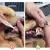 Escova de Dente Pet - Dental Hawa™ - loja online
