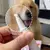 Escova de Dente Pet - Dental Hawa™ - comprar online