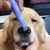 Protetor de Patinhas Pet - Hawa Gloss™ - Últimas unidades disponíveis na internet