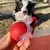Bola Interativa Pet - Hawa Boll™ - comprar online