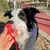 Bola Interativa Pet - Hawa Boll™ - loja online