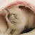 Caminha Pet Peluciada - Soft Hawa™ - comprar online