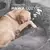 Caminha Pet Conforto perfeito - Hawa Cozy™