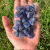 Quartzo Azul Cristal Pedra Rolada - Saquinho com 100g de 1-2cm - comprar online