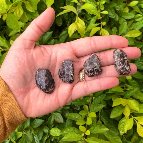 Ágata com FÓSSIL - Ágata Turritella Importada Wyoming (USA) - M - unidade de 6-10g
