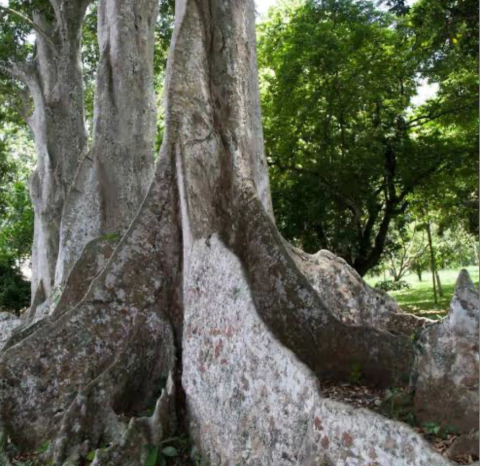 CUMARU Rapé - buy online