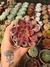 ECHEVERIA MINA RUBRA PT 9