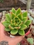 AGAVOIDES WALTER LILY PT 9