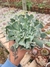 ECHEVERIA NICCHI PT 9
