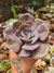 ECHEVERIA DUSTY ROSE PT 9