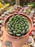 ECHEVERIA SCORPION PT 9