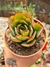 ECHEVERIA "YANGJIN" PT 9