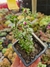 PORTULACA WENDERMANNI PT 7