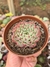 ECHEVERIA SARA HIME BOTTAN (ROSA) PT 9