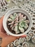 ECHEVERIA VIOLET MAGIC PT 9