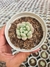 ECHEVERIA CUTE PEACH PT 9