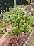 PEPEROMIA RUBY CASCADE PT 13