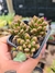 SEDUM ORANGE DREAMS PT 7