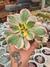 AEONIUM SUMBURST PT 9